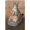 Image 3 : Life-sized GREY FOX on a Decorative Stationary Base