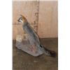Image 4 : Life-sized GREY FOX on a Decorative Stationary Base