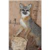 Image 5 : Life-sized GREY FOX on a Decorative Stationary Base