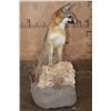 Image 6 : Life-sized GREY FOX on a Decorative Stationary Base