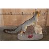 Image 7 : Life-sized GREY FOX on a Decorative Stationary Base
