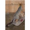 Image 8 : Life-sized GREY FOX on a Decorative Stationary Base