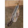 Image 9 : Life-sized GREY FOX on a Decorative Stationary Base