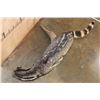 Image 11 : Life-sized LARGE INDIAN CIVET mounted on a Driftwood Base
