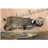 Image 5 : Life-sized LARGE INDIAN CIVET mounted on a Driftwood Base