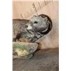 Image 6 : Life-sized LARGE INDIAN CIVET mounted on a Driftwood Base