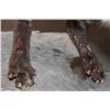 Image 7 : Life-sized LARGE INDIAN CIVET mounted on a Driftwood Base