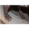 Image 8 : Life-sized LARGE INDIAN CIVET mounted on a Driftwood Base