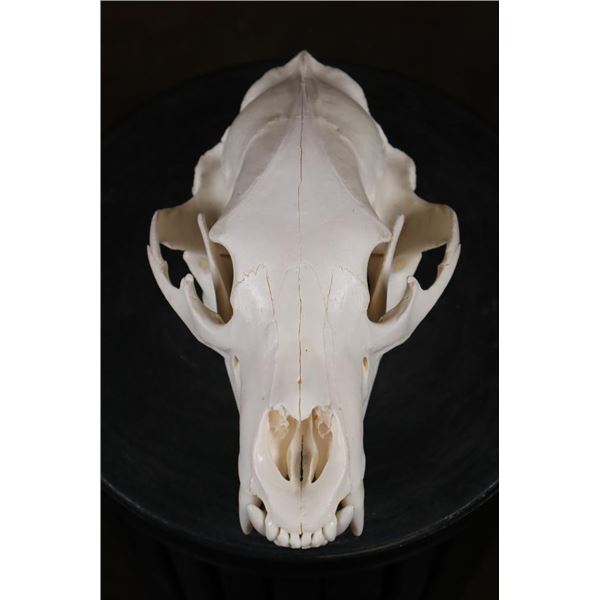 Big A-Grade BLACK BEAR Skull