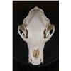 Image 1 : Big A-Grade BLACK BEAR Skull
