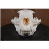 Image 2 : Big A-Grade BLACK BEAR Skull