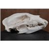 Image 3 : Big A-Grade BLACK BEAR Skull