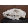 Image 4 : Big A-Grade BLACK BEAR Skull