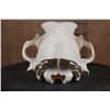Image 5 : Big A-Grade BLACK BEAR Skull