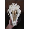 Image 6 : Big A-Grade BLACK BEAR Skull