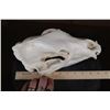 Image 7 : Big A-Grade BLACK BEAR Skull