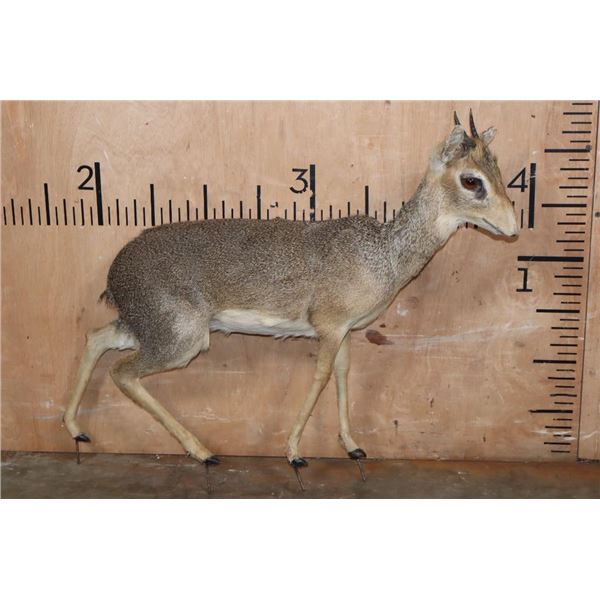 Life-sized KIRK'S DIK-DIK on Wires with No Base