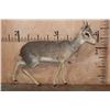 Image 1 : Life-sized KIRK'S DIK-DIK on Wires with No Base