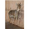 Image 2 : Life-sized KIRK'S DIK-DIK on Wires with No Base