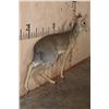 Image 3 : Life-sized KIRK'S DIK-DIK on Wires with No Base