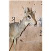 Image 5 : Life-sized KIRK'S DIK-DIK on Wires with No Base