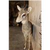 Image 6 : Life-sized KIRK'S DIK-DIK on Wires with No Base
