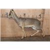 Image 7 : Life-sized KIRK'S DIK-DIK on Wires with No Base