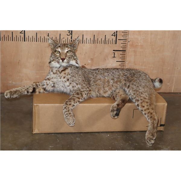 "Laying" or Freestanding BOBCAT with No Base