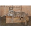 Image 1 : "Laying" or Freestanding BOBCAT with No Base