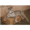 Image 2 : "Laying" or Freestanding BOBCAT with No Base