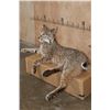 Image 3 : "Laying" or Freestanding BOBCAT with No Base