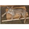 Image 4 : "Laying" or Freestanding BOBCAT with No Base