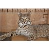Image 5 : "Laying" or Freestanding BOBCAT with No Base