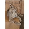 Image 6 : "Laying" or Freestanding BOBCAT with No Base