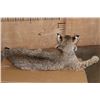 Image 7 : "Laying" or Freestanding BOBCAT with No Base