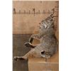 Image 8 : "Laying" or Freestanding BOBCAT with No Base