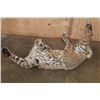 Image 9 : "Laying" or Freestanding BOBCAT with No Base