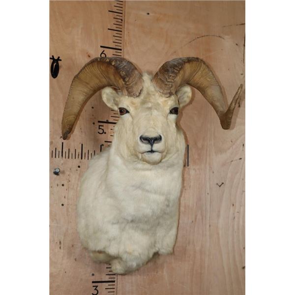 Big DALL SHEEP Shoulder Mount