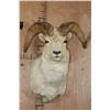 Image 1 : Big DALL SHEEP Shoulder Mount