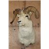 Image 2 : Big DALL SHEEP Shoulder Mount