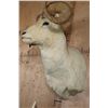 Image 3 : Big DALL SHEEP Shoulder Mount