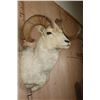 Image 4 : Big DALL SHEEP Shoulder Mount