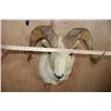 Image 5 : Big DALL SHEEP Shoulder Mount