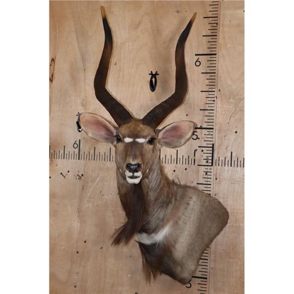 NYALA Wall Pedestal Mount