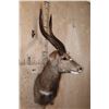 Image 3 : NYALA Wall Pedestal Mount