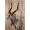 Image 4 : NYALA Wall Pedestal Mount