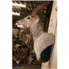 Image 5 : NYALA Wall Pedestal Mount