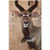 Image 6 : NYALA Wall Pedestal Mount
