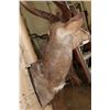 Image 7 : NYALA Wall Pedestal Mount