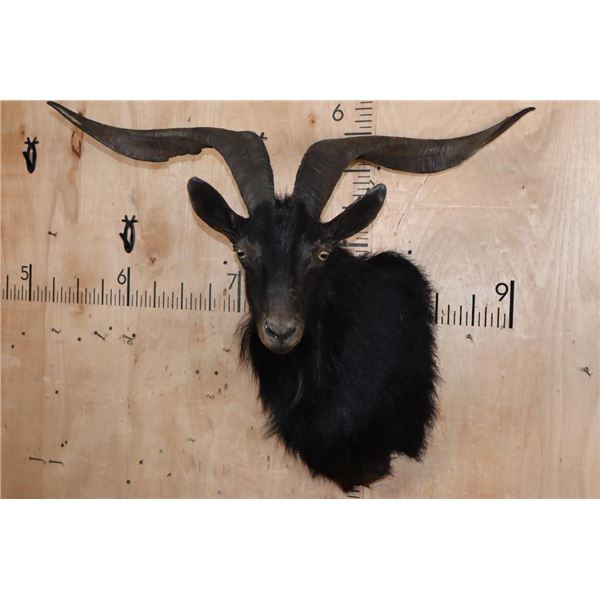BLACK HAWAIIAN SHEEP Shoulder Mount